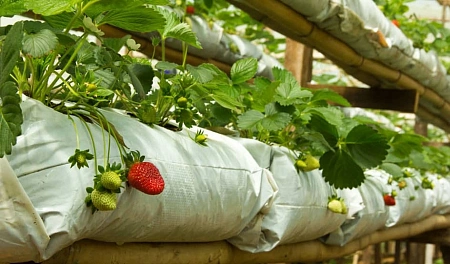 Пакет белый ПЭ-СТ для посадки клубники 50 мКм 110*35 см