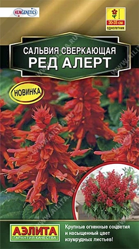 Сальвия сверкающая Ред Алерт, 7 шт Сальвия сверкающая Ред Алерт, 7 шт