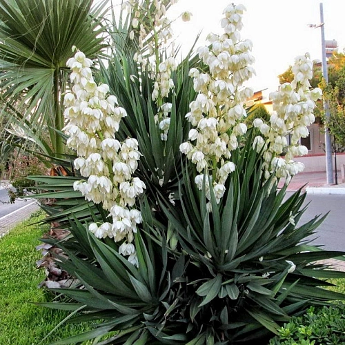 Юкка нитчатая 30-40 см С5 Юкка нитчатая 30-40 см С5