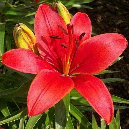Лилия Asiatic Crimson Pixie