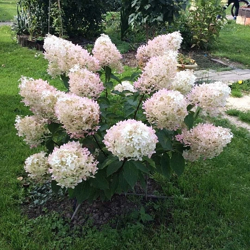 Гортензия Фантом (Phantom) метельчатая Р9 Гортензия Фантом (Phantom) метельчатая Р9