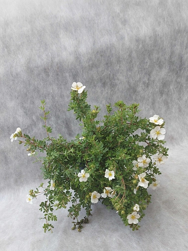 Лапчатка Abbotswood кустарниковая Лапчатка Abbotswood кустарниковая