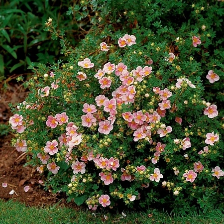 Лапчатка кустарниковая Lovely Pink Beauty
