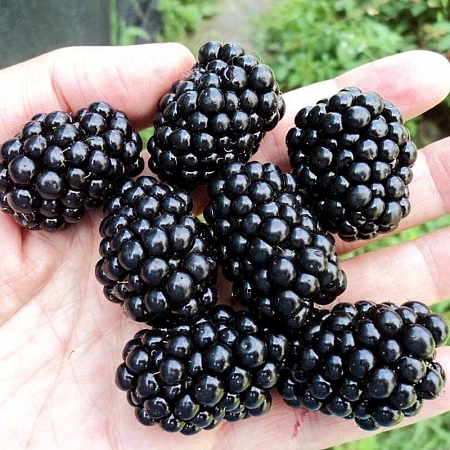 Ежевика бесшипная Честер Ежевика бесшипная Честер