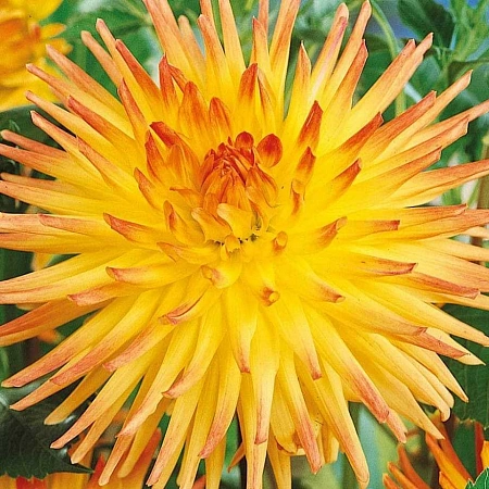 Георгина Spassmacher (уп. 1 шт)