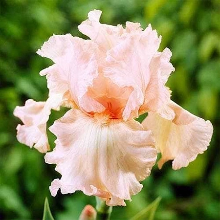 Ирис Germanica Paradise (1 шт. в уп.)