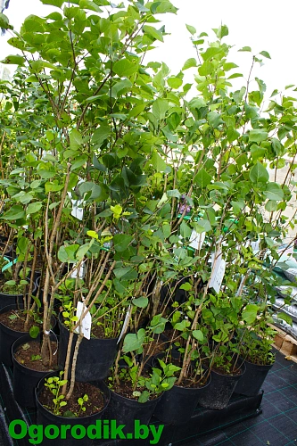 Сирень Красавица Москвы 60-80 см Сирень Красавица Москвы 60-80 см