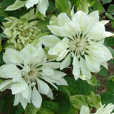 Клематис Yokiokoshi (Юкиокоши) Экстра