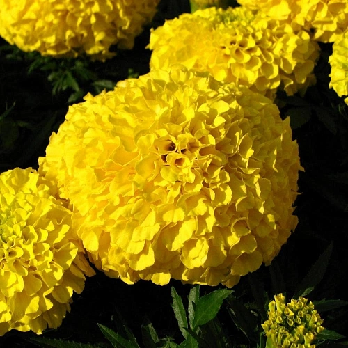 Тагетес прямостоячий Тагетес прямостоячий