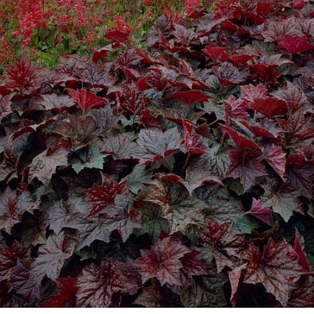 Гейхера Palace Purple Гейхера Palace Purple