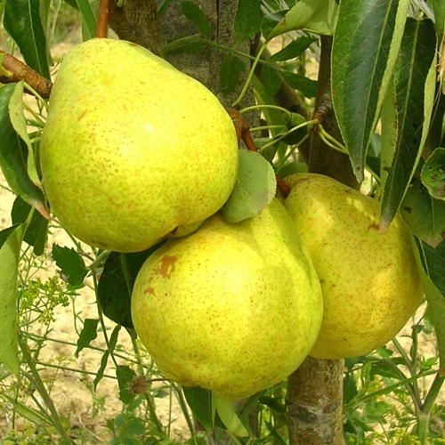 Груша Золотоворотская (однолетка) Груша Золотоворотская (однолетка)