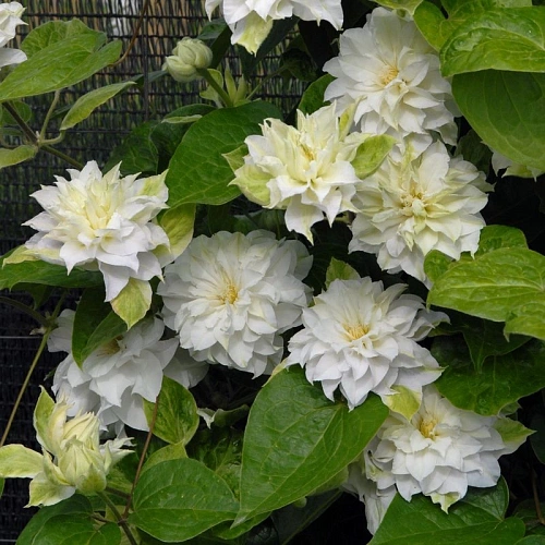 Клематис "Maria Sklodowska Curie" (Мария Склодовская-Кюри) Клематис "Maria Sklodowska Curie" (Мария Склодовская-Кюри)