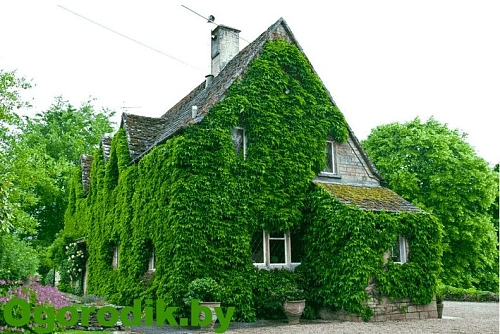 Плющ Обыкновенный 30-40 см Плющ Обыкновенный 30-40 см