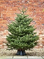 Пихта Нордмана 1,9-2,5 м Пихта Нордмана 1,9-2,5 м