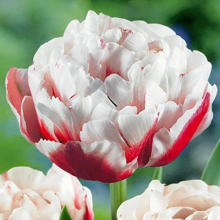 Тюльпан Horizon (5 шт. в уп.)