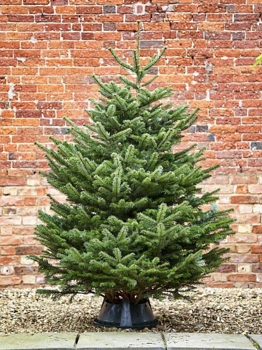 Пихта Нордмана 1,9-2,5 м Пихта Нордмана 1,9-2,5 м