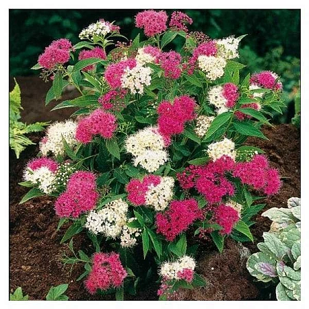 Спирея Genpy японская