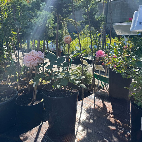 Роза английская Чарльз Остин (Charles Austin) абрикосовая С4 Роза английская Чарльз Остин (Charles Austin) абрикосовая С4