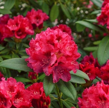 Рододендрон Taragona 15-25 см Рододендрон Taragona 15-25 см