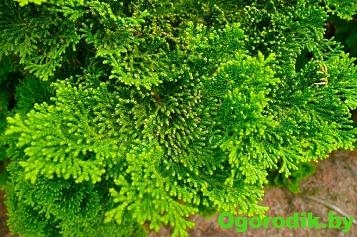 Кипарисовик туполистный Нана Грацилис 20-25 см Кипарисовик туполистный Нана Грацилис 20-25 см