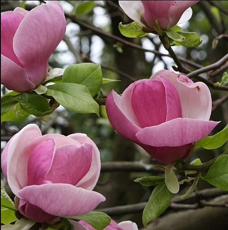 Магнолия Суланжа Lennei 120-140 cм Магнолия Суланжа Lennei 120-140 cм