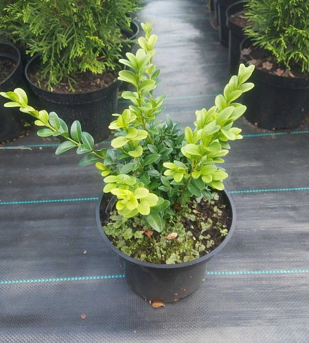 Самшит вечнозеленый С2 15-20 см Самшит вечнозеленый С2 15-20 см