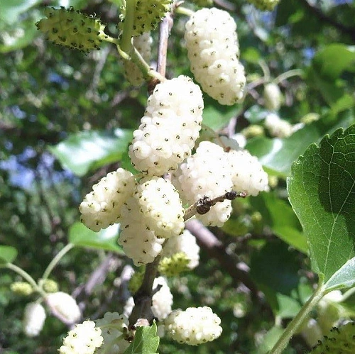 Шелковица белая Шелковица белая