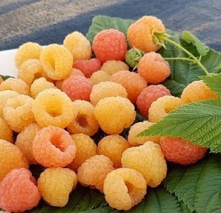 Малина Янтарь Малина Янтарь