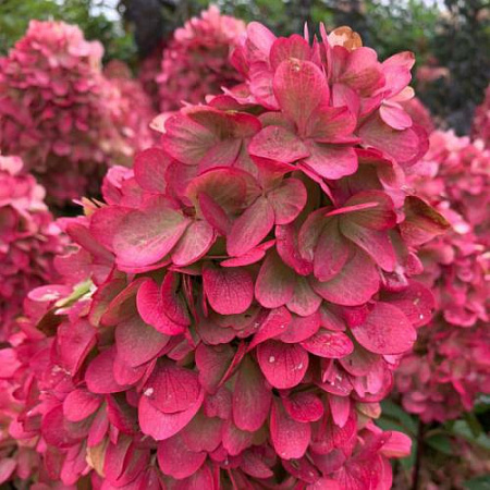 Гортензия метельчатая Колорфул коктейль (Colorful Cocktail) С3