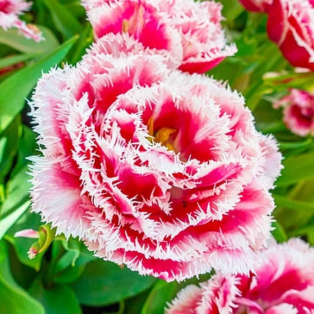 Тюльпан Brest (5 шт. в уп.)