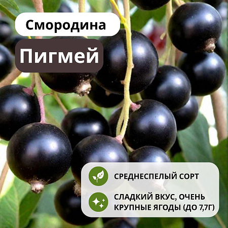 Смородина Пигмей черная С5 Смородина Пигмей черная С5