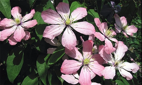 Клематис Ай нор Клематис Ай нор