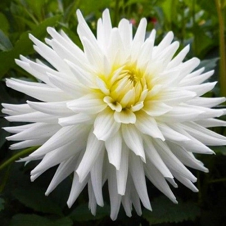 Георгина Cactus My Love