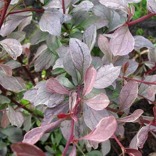 Барбарис оттавский Silver Miles 40-60 см Барбарис оттавский Silver Miles 40-60 см