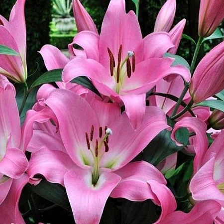 Лилия Tabledance