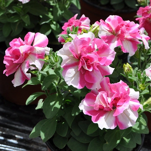 Петуния махровая Петуния махровая