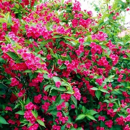 Вейгела Bristol Ruby цветущая 40-50 см