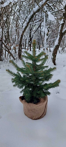 Ель Пунгенс 40-60 см Ель Пунгенс 40-60 см