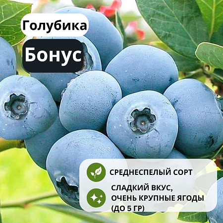 Голубика Бонус С1,5 Голубика Бонус С1,5