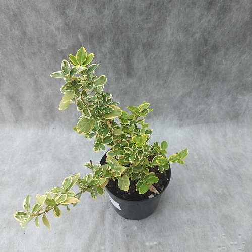 Бересклет Форчуна Эмеральд Голд Бересклет Форчуна Эмеральд Голд