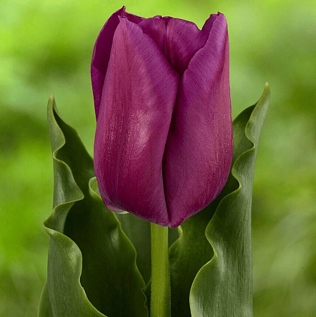 Тюльпан Passio Glassy (5 шт. в уп.)