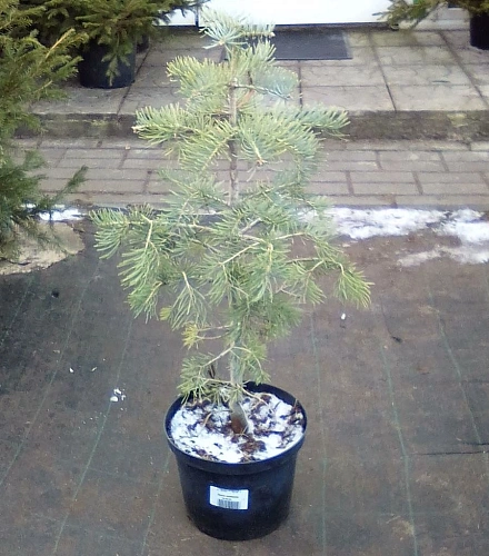 Пихта Конколор 50-60 см Пихта Конколор 50-60 см