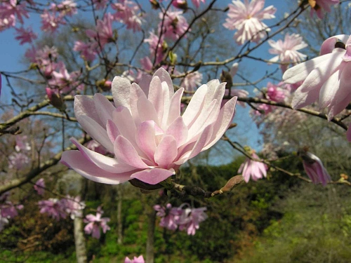 Магнолия Rosea Магнолия Rosea