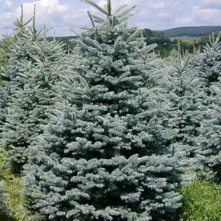 Ель колючая Пунгенс 80-100 см Ель колючая Пунгенс 80-100 см