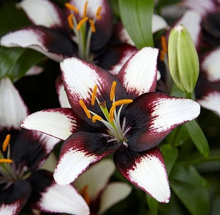 Лилия Purple Heart (1 шт)