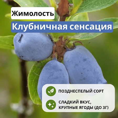 Жимолость Клубничная сенсация съедобная С3
