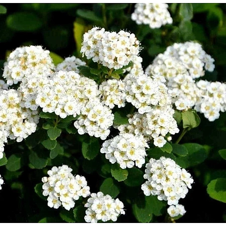 Спирея Island березолистная 20-30 см