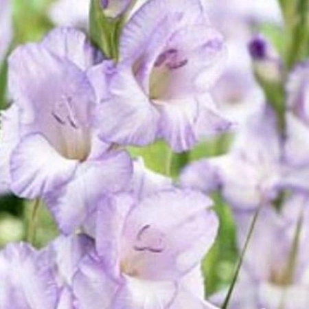 Гладиолус Ballino