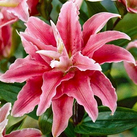 Лилия Lulu (уп. 1 шт)