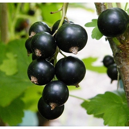 Смородина черная Бен Хоуп Смородина черная Бен Хоуп